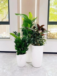 宁波慈溪花木出租设计，营造专属美妙氛围